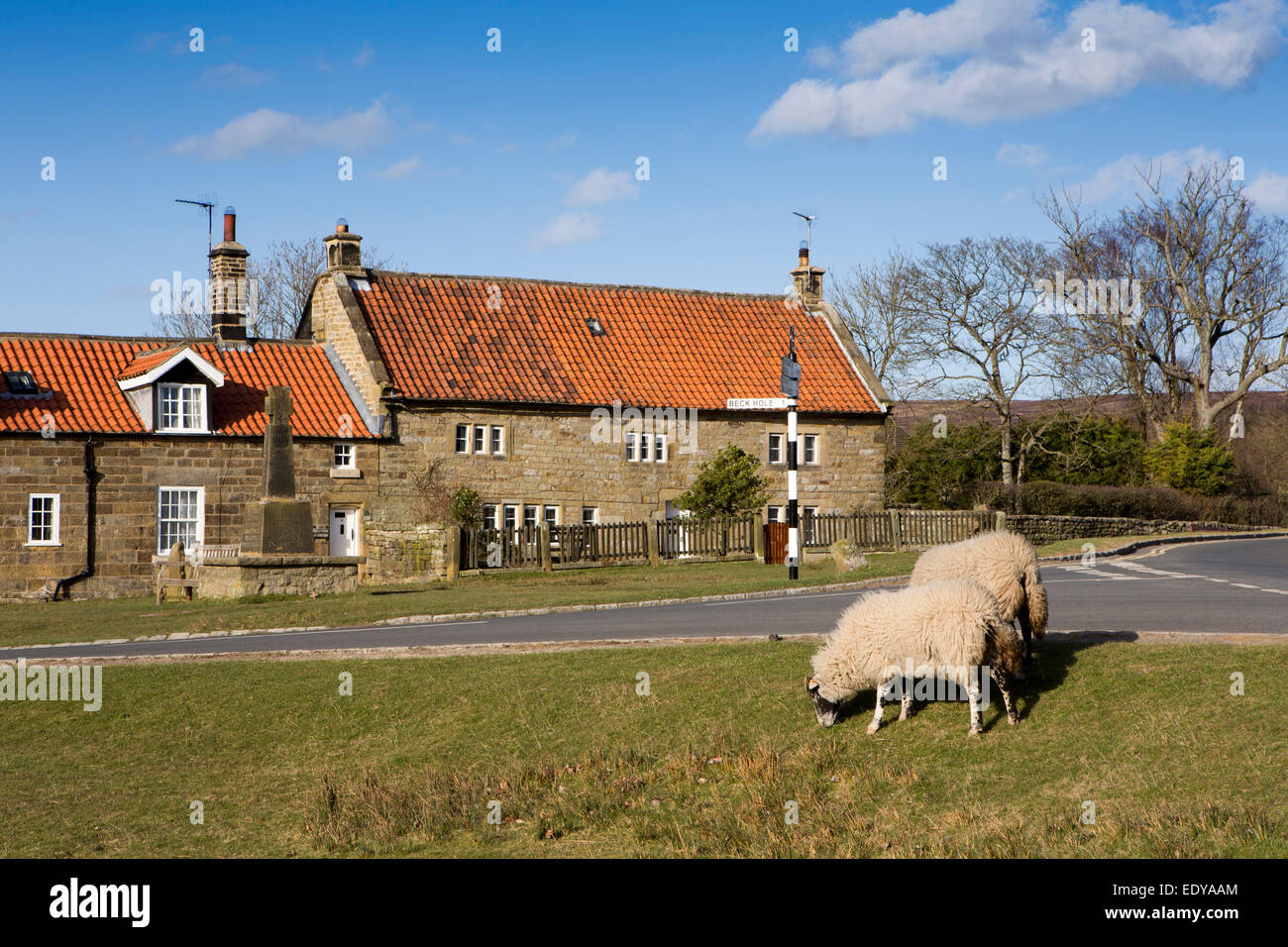 UK, England, Yorkshire, Goathland, sheep grazing in centre of village Stock Photo