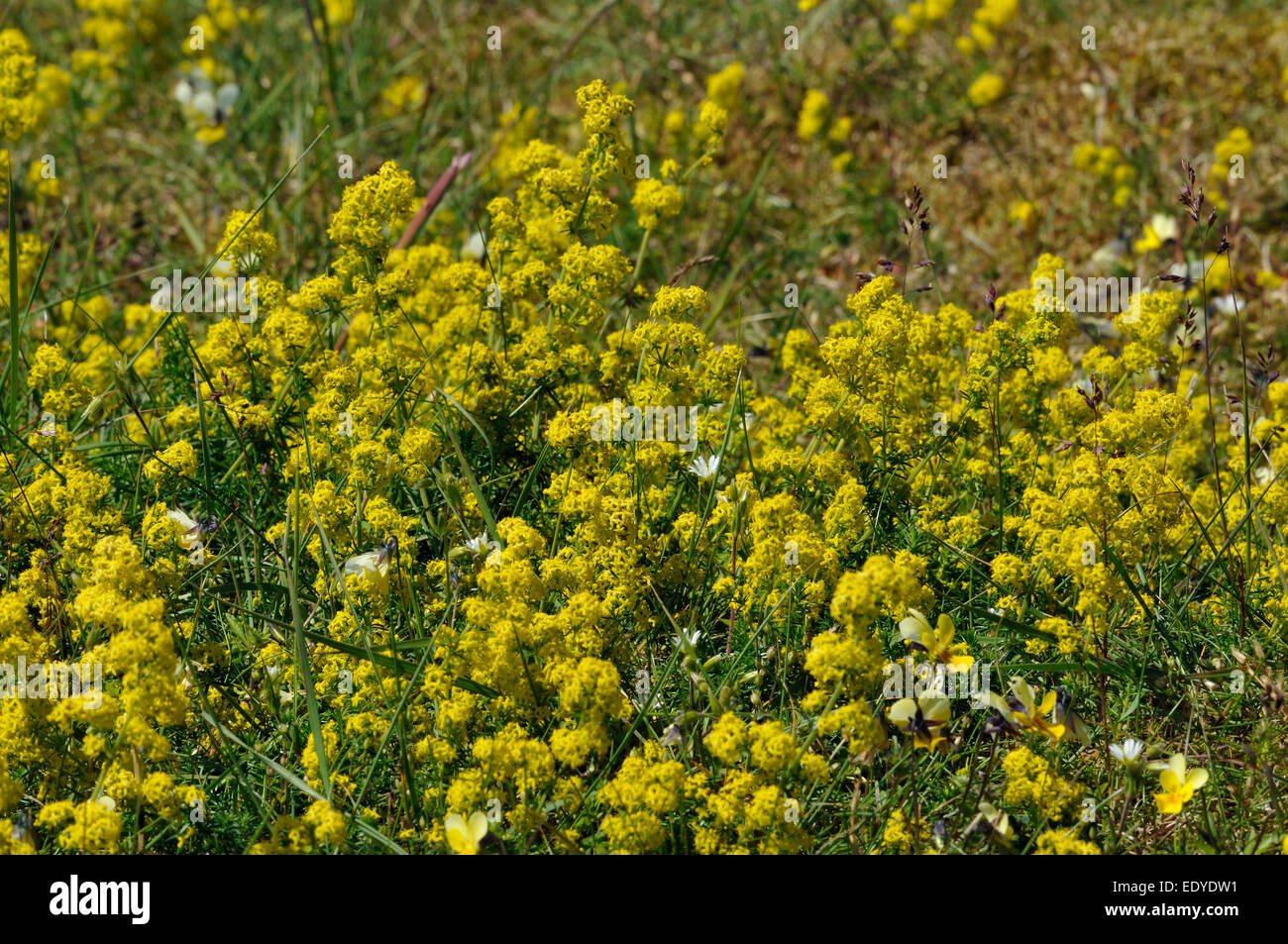 Lady's Bedstraw - Galium verum Mass of flowers on Machair grassland Stock Photo