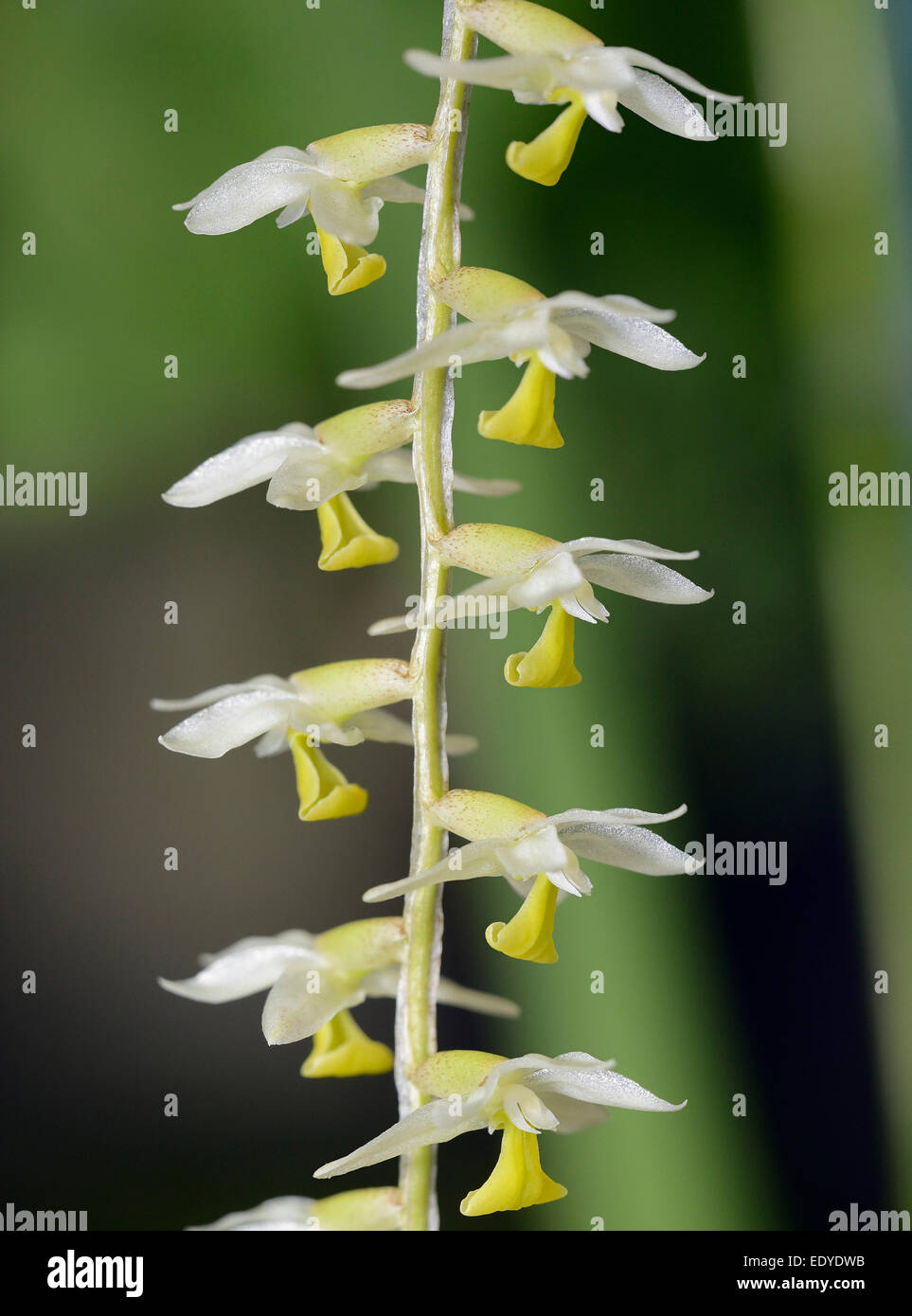 Cobb's Dendrochilum - Dendrochilum cobbianum Epiphytic Orchid occurring in the Philippines Stock Photo