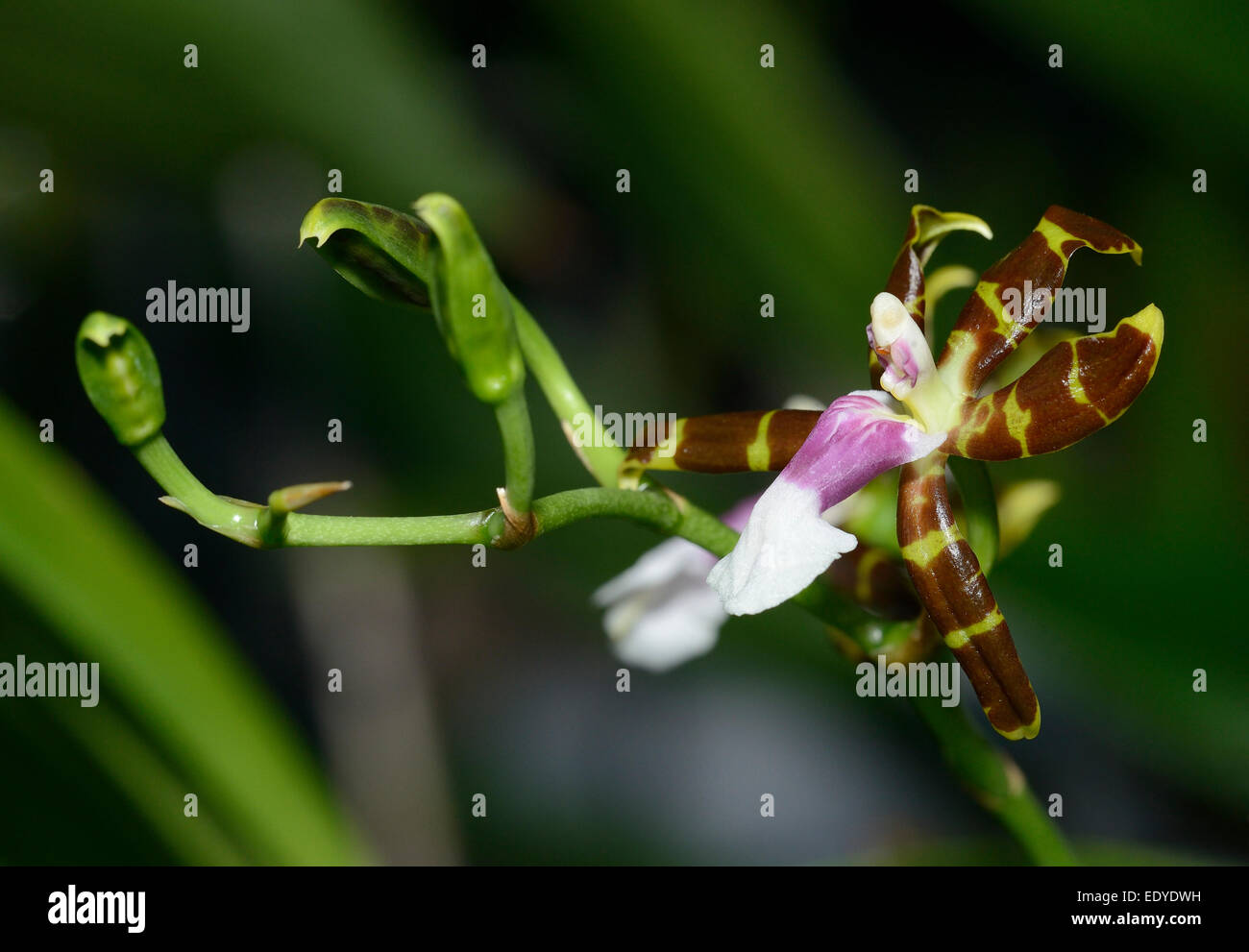 Smooth Flowered Oncidium Orchid - Oncidium laeve From Mexico Stock Photo