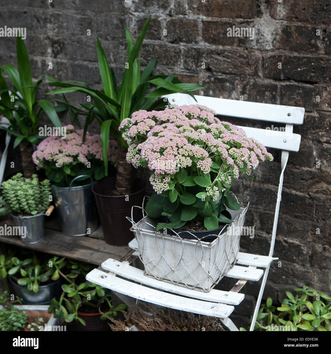 pot witn kalanchoe on the white chair as a decoration of the garden Stock Photo