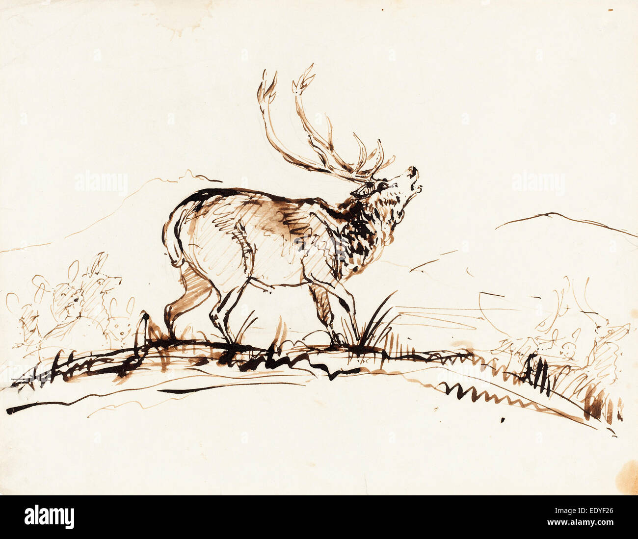 Sir Edwin Landseer (British, 1802 - 1873), A Bellowing Stag, probably 1840-1850, pen and brown ink over graphite Stock Photo