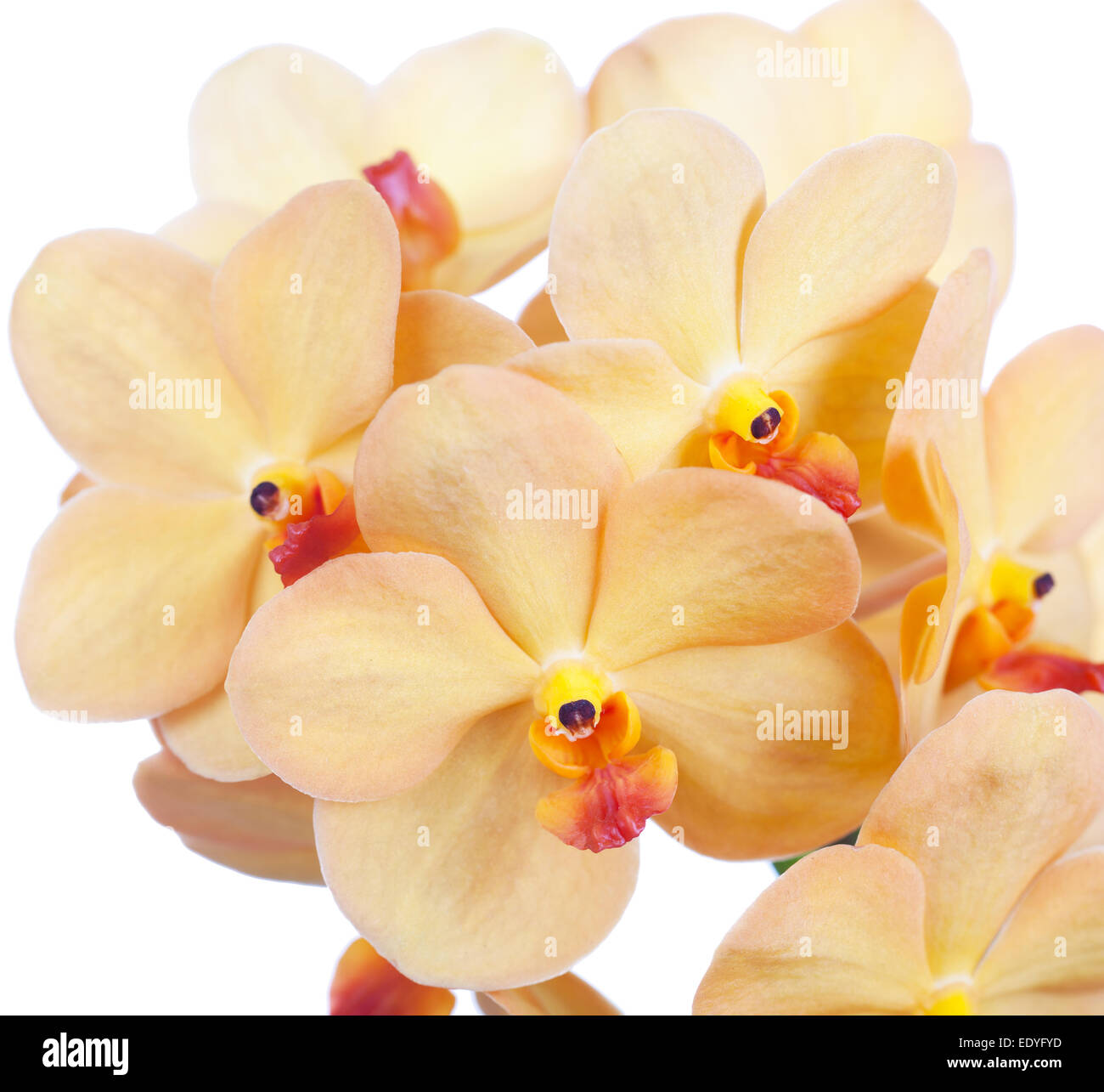 Bright yellow  flowers of an orchid vanda close up Stock Photo