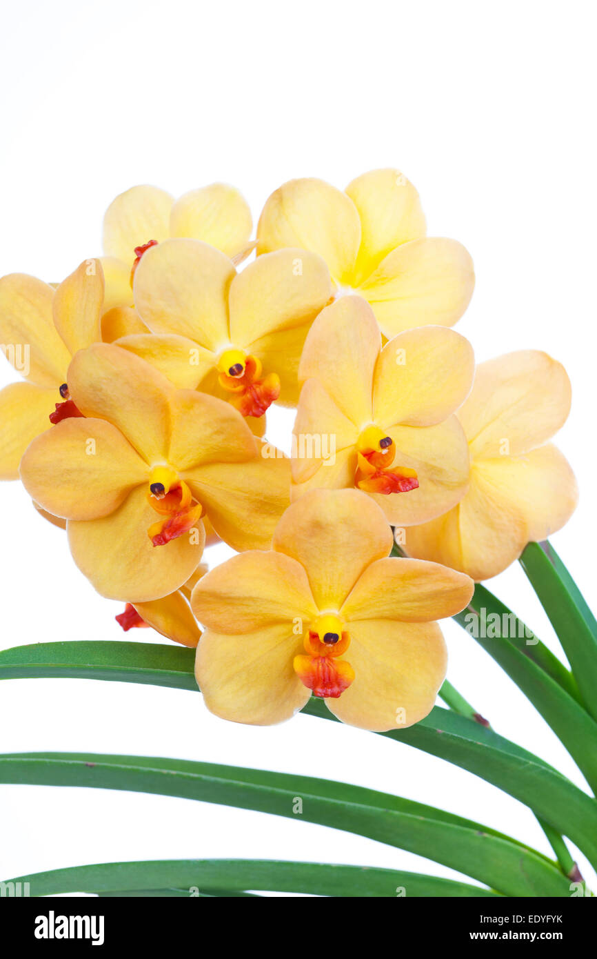 Bright yellow  flowers of an orchid vanda close up Stock Photo