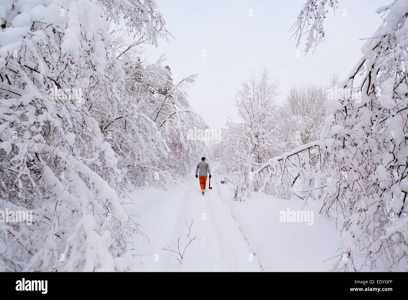 Lumberjack walks in a snowy forest Stock Photo