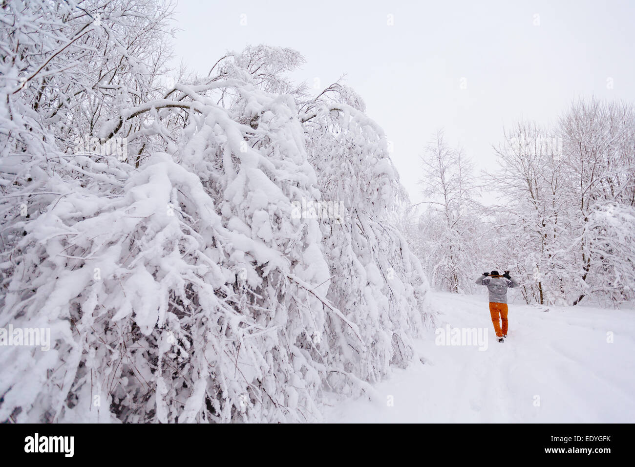 Lumberjack walks in a snowy forest Stock Photo