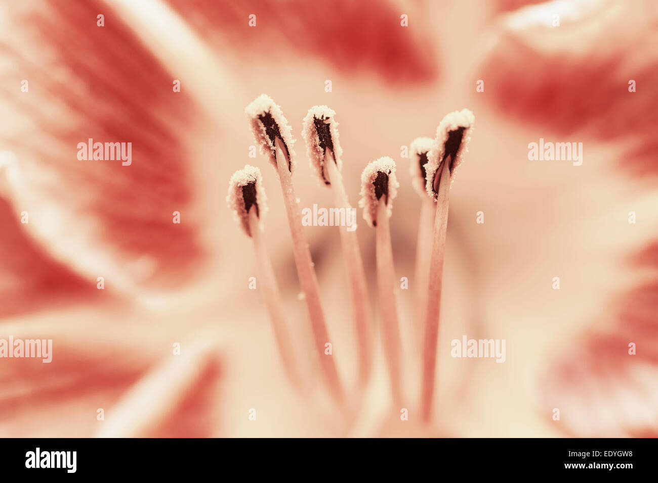 Retro Photo Of Summer Flower Pollen Macro Stock Photo Alamy