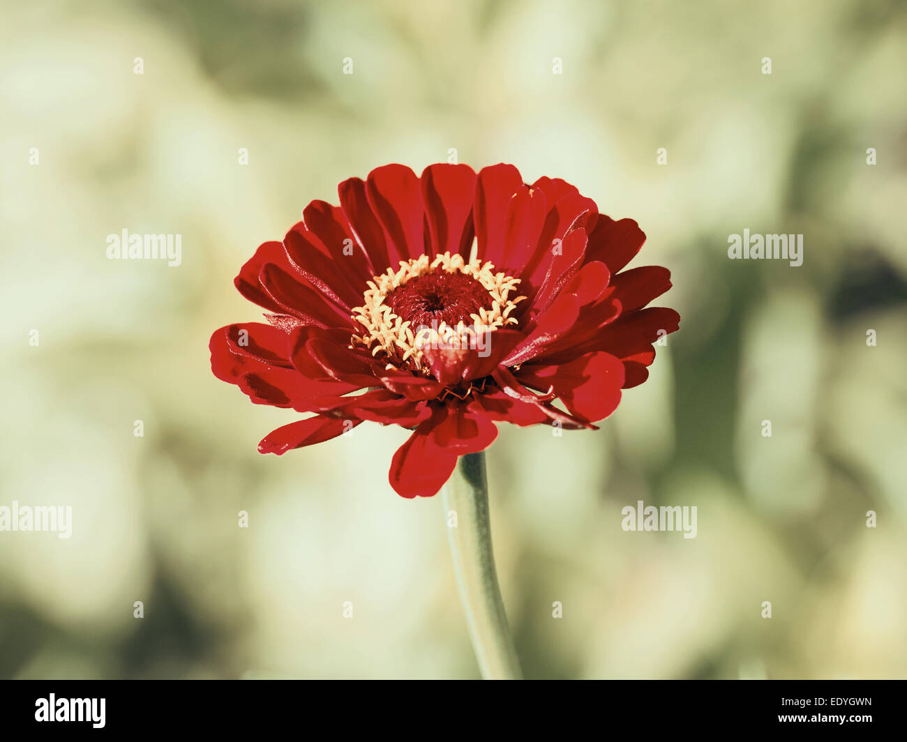 Retro Photo Of Zinnia Or YouthAndOldAge Flowers In Garden Stock
