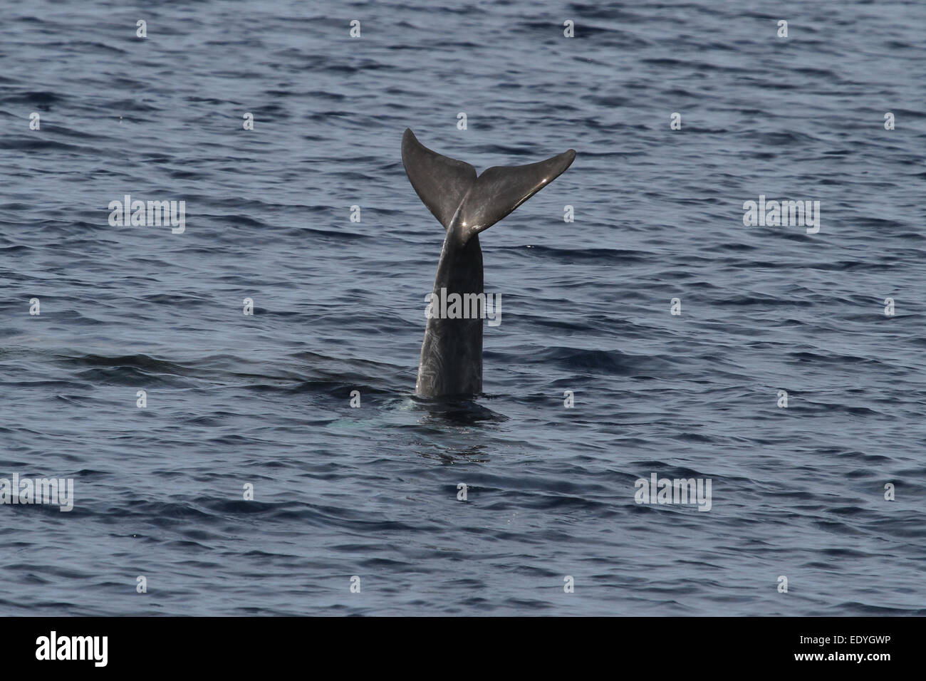 Risso's Dolphin tail fluke Stock Photo