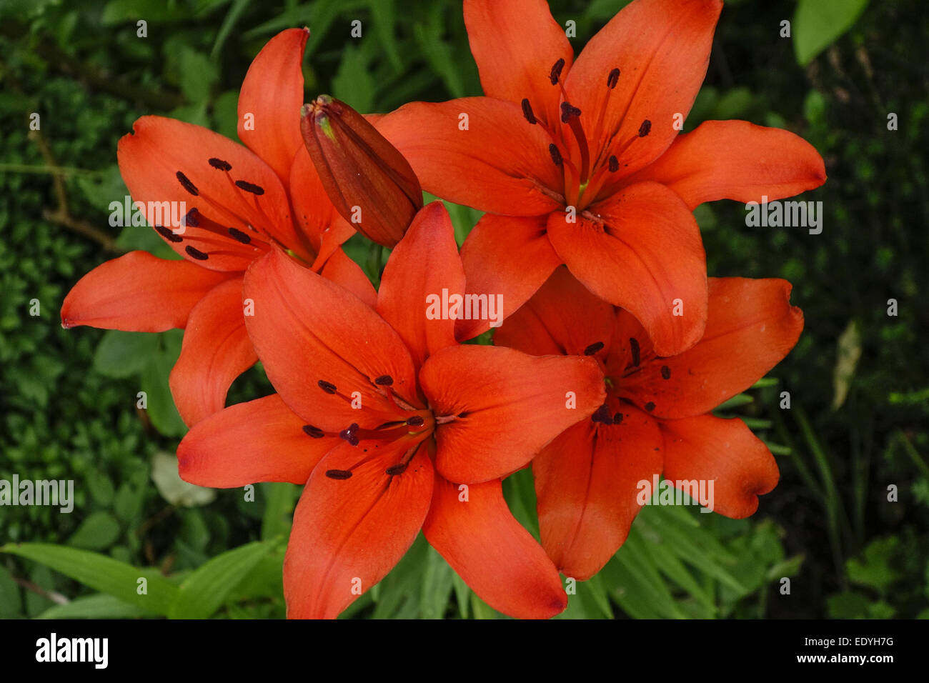 Gartenblumen, Rote Lilien, Garden Flowers, Red Lilies, Flower, Bloom, Lily, Lilies, Lilium