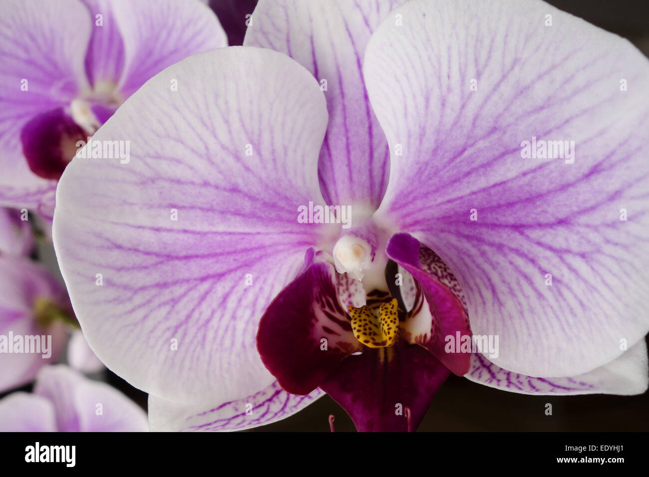 Blühende Orchidee, Blooming Orchid, Orchid, Orchids, Bloom, Blooming, Blossom, Flower, Pistil, Flowers, Floral, Botany, Detail, Stock Photo