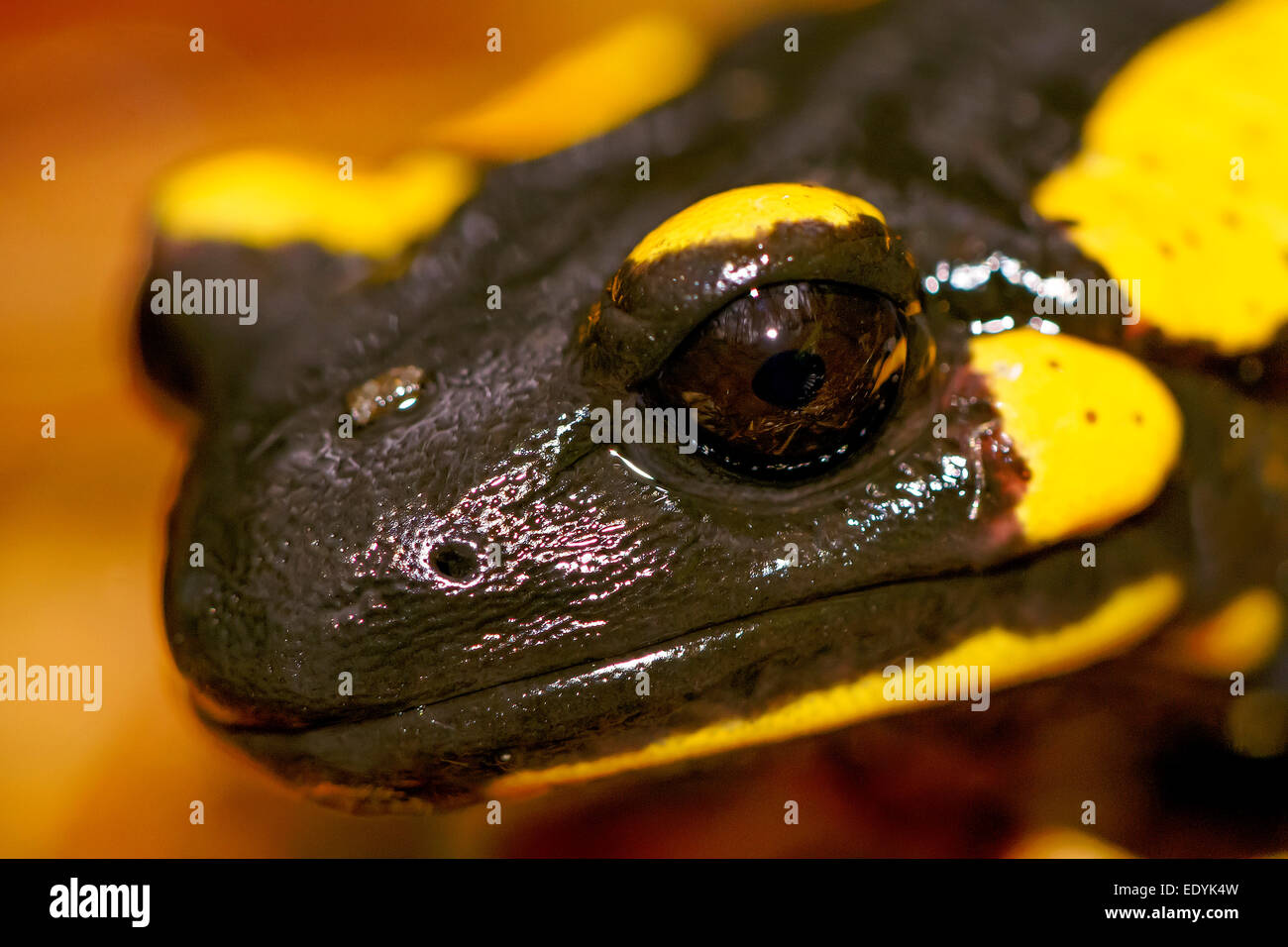 Fire Salamander (Salamandra salamandra), Styria, Austria Stock Photo