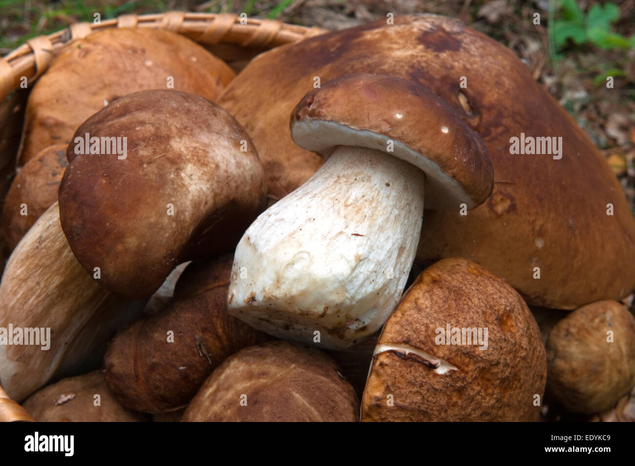 This is a closeup of porcini mushrooms. Such mushrooms grow in forest