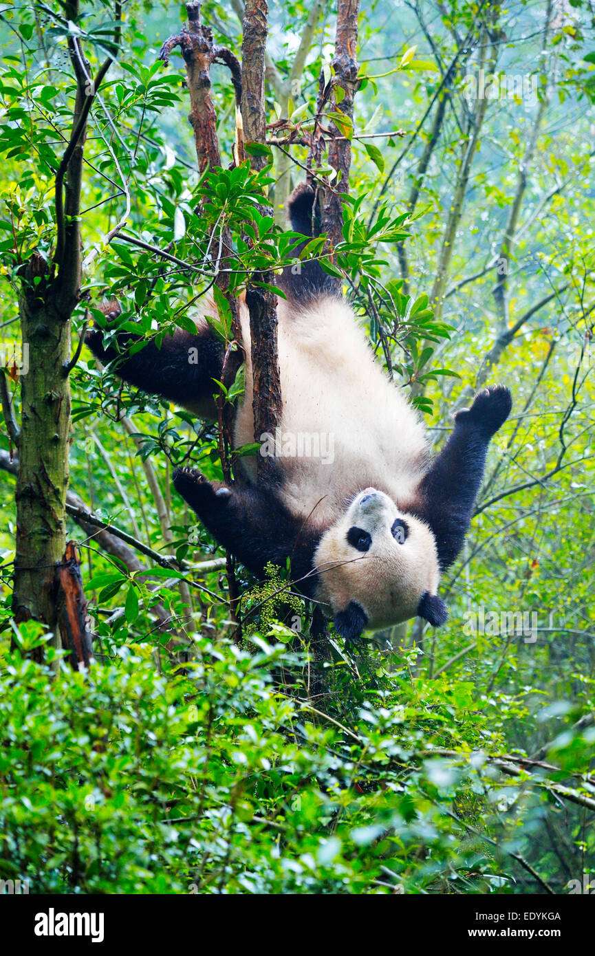Giant Panda (Ailuropoda melanoleuca) hanging in a tree, captive, Chengdu Research Base of Giant Panda Breeding or Chengdu Panda Stock Photo