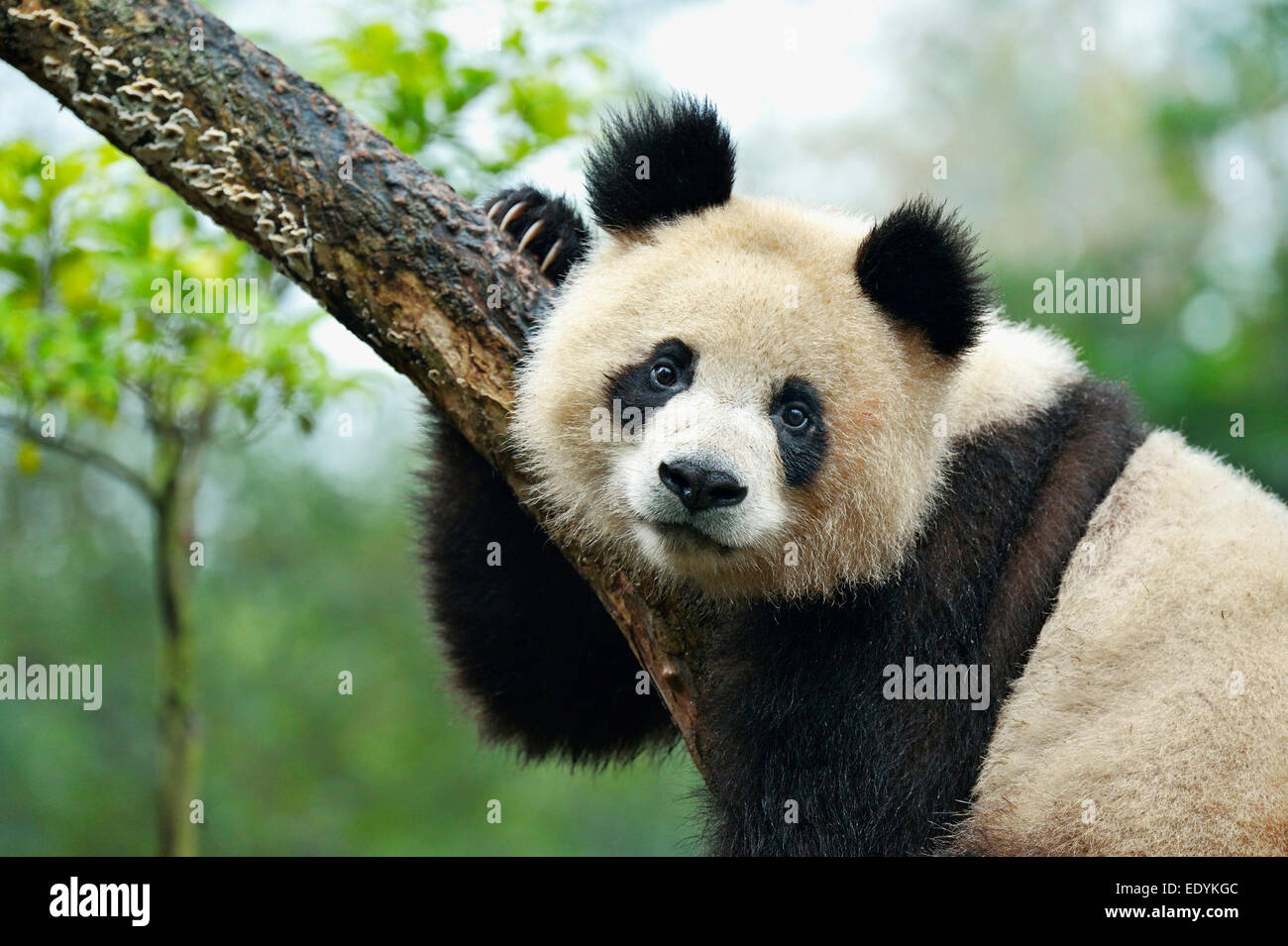 Giant Panda (Ailuropoda melanoleuca) perched on a tree, captive, Chengdu Research Base of Giant Panda Breeding or Chengdu Panda Stock Photo