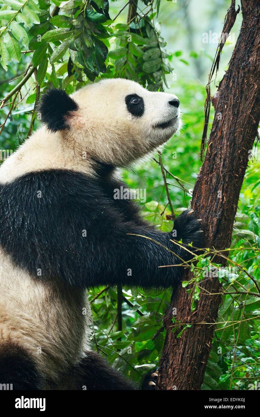 Chengu panda hi-res stock photography and images - Alamy