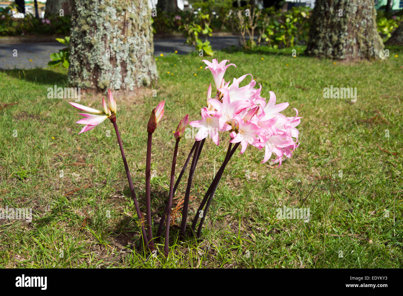 Lily-of-the-Nile or African Lily (Agapanthus africanus), Azores, Portugal Stock Photo