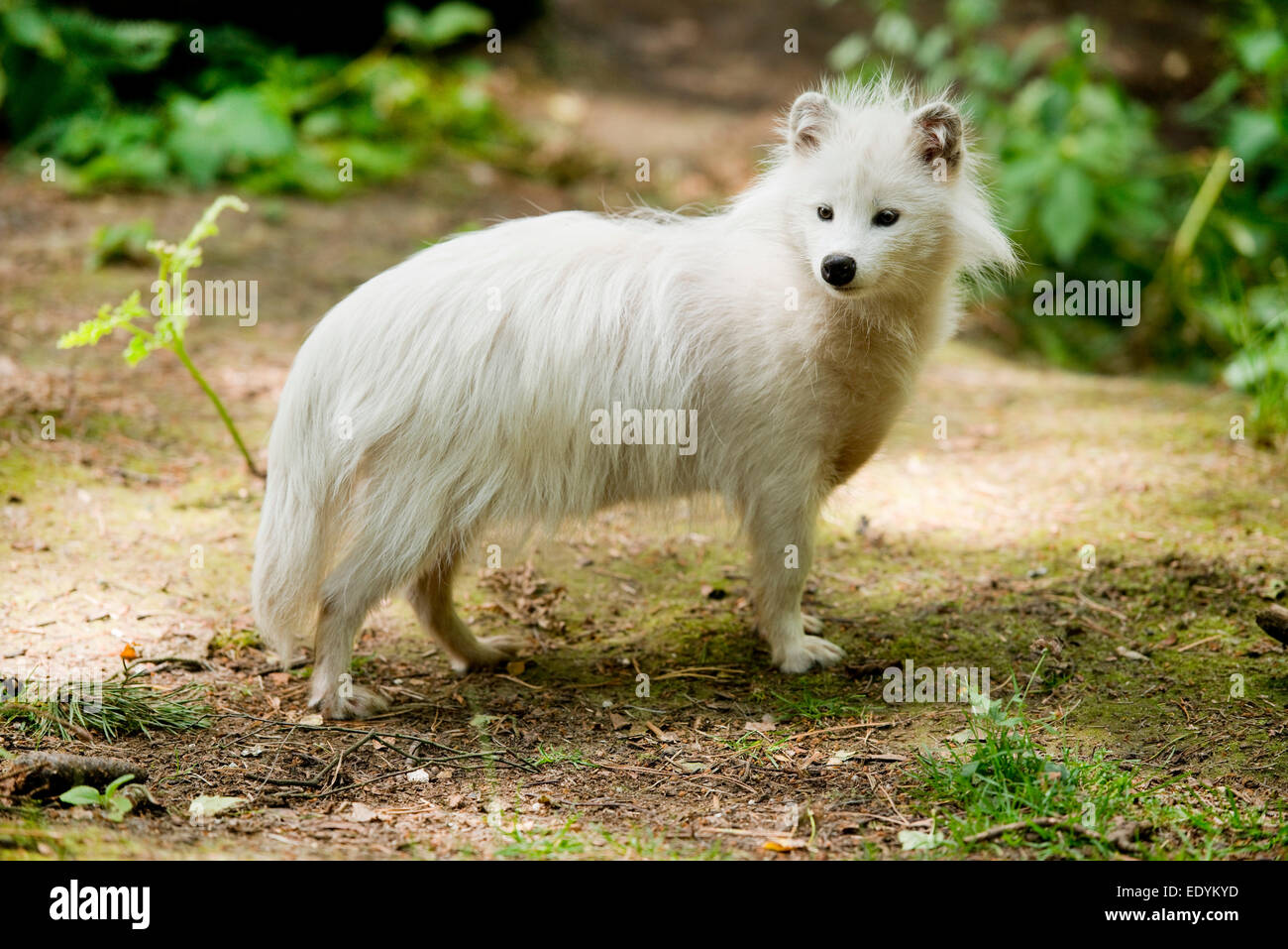 Raccoon dog mangut nyctereutes procyonoides hi-res stock photography and  images - Alamy
