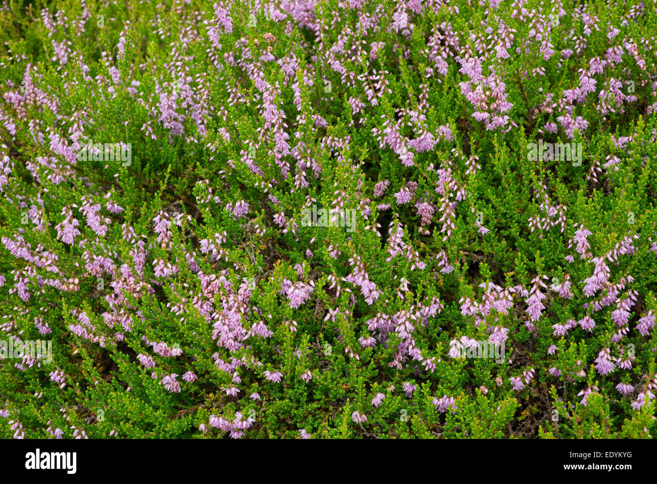 Heather (Calluna vulgaris), flowering, Lower Saxony, Germany Stock Photo