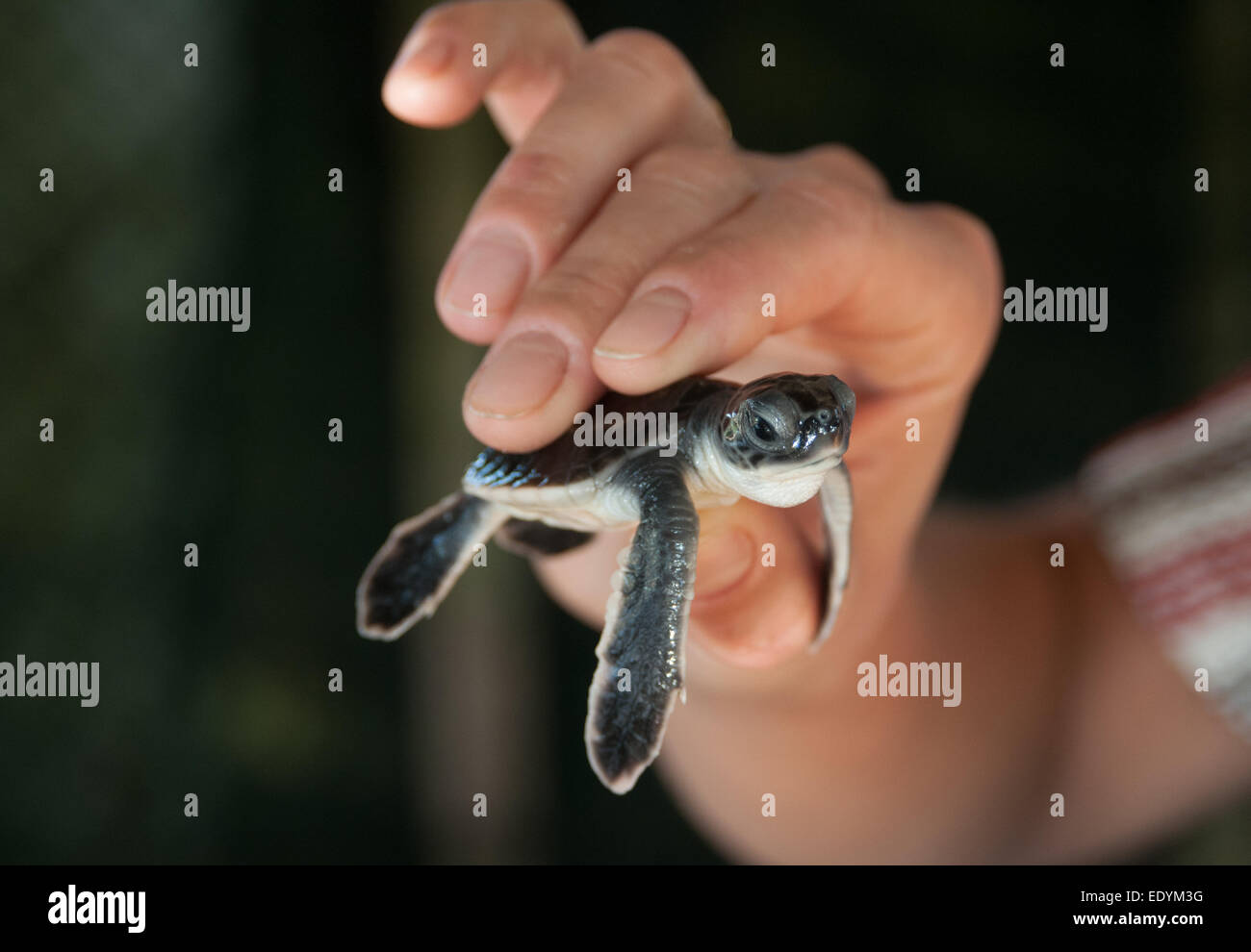 Woman hold a turtlet in her hand. The turtlet is two days old. Stock Photo