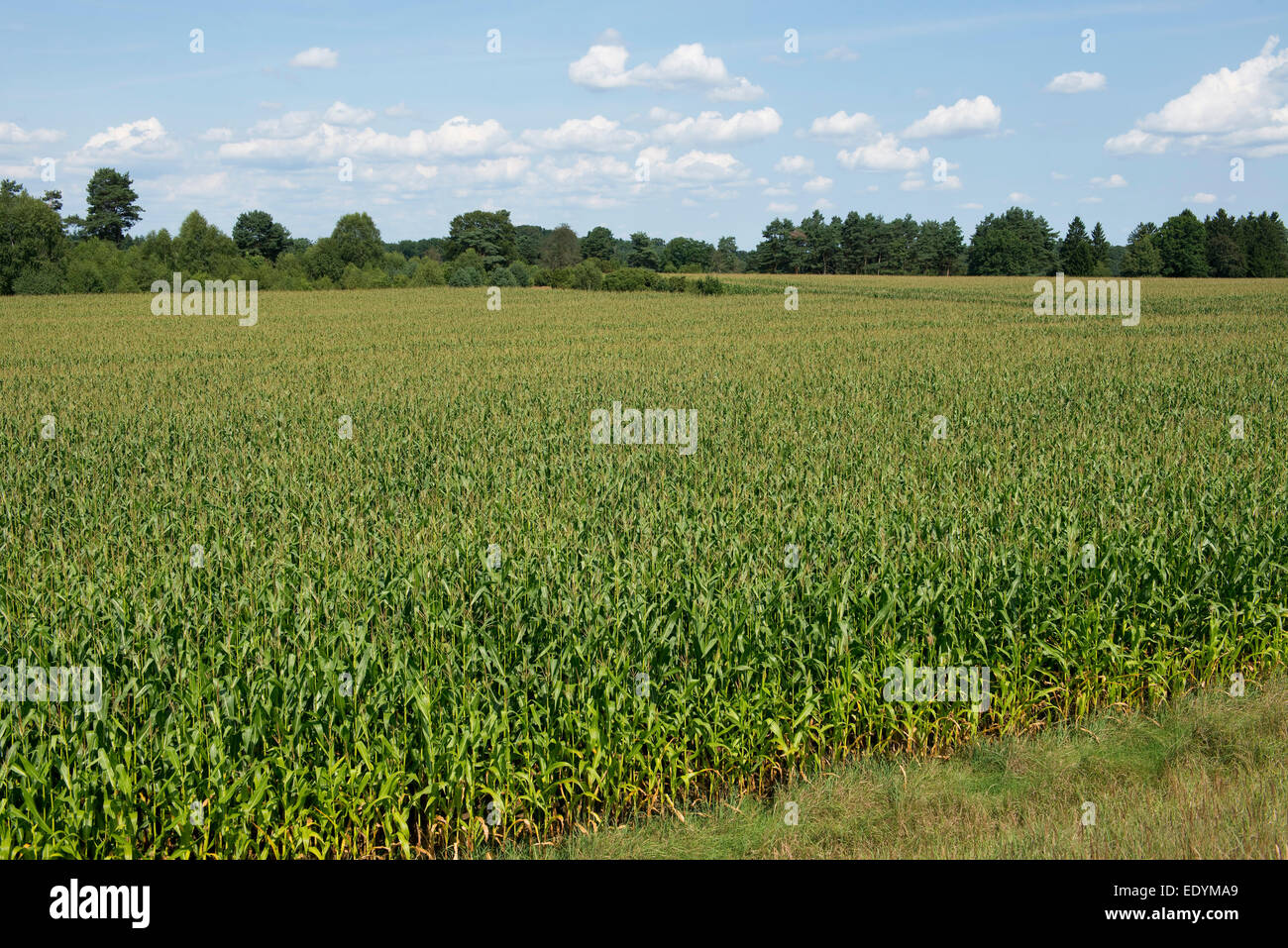 Maize field, Maize or Corn (Zea mays), Lower Saxony, Germany Stock Photo