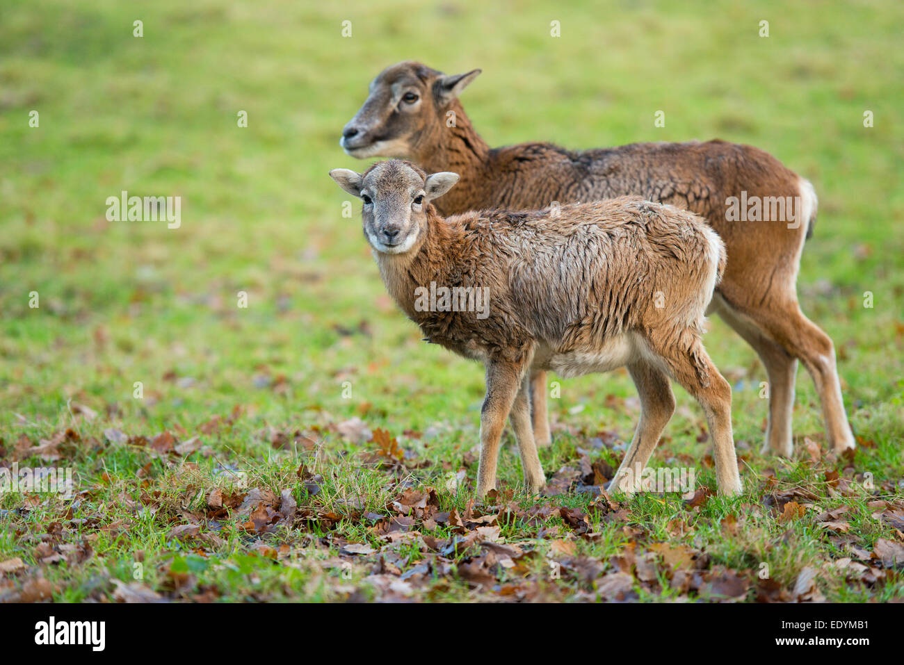 Mouflons (Ovis ammon musimon), adult female with young, captive, Lower Saxony, Germany Stock Photo