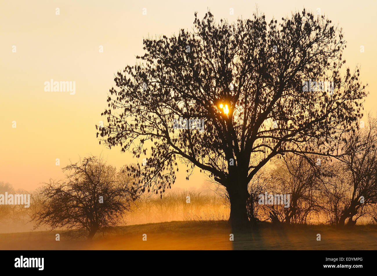 Old Ash tree (Fraxinus excelsior) at sunrise, ground fog, Rheinberg