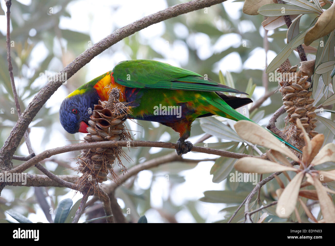 Lorikeet bird eating from a banksia nut, Australia Stock Photo
