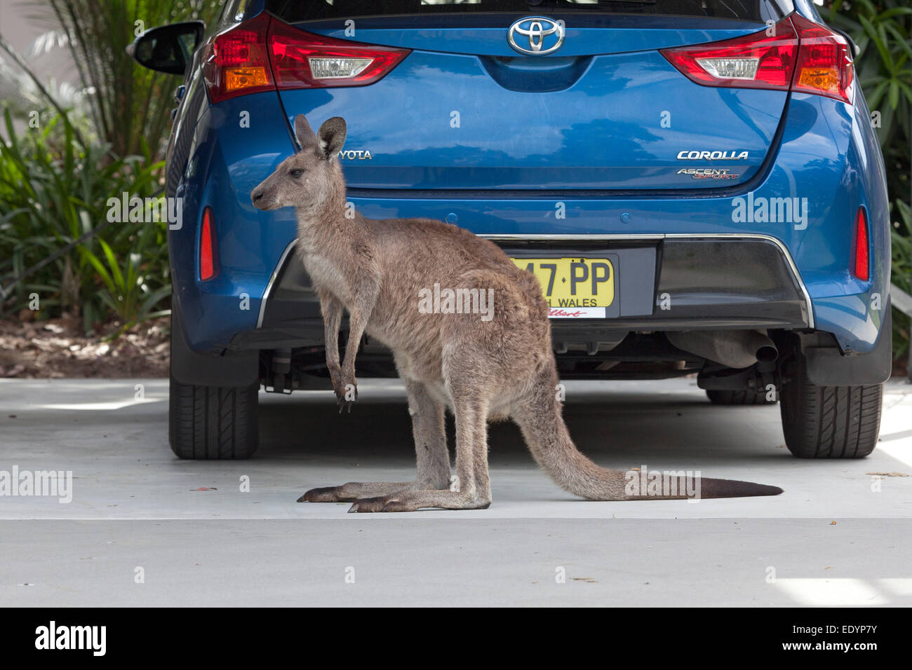 Kangaroo in front of a parked car in New South Wales,Australia Stock