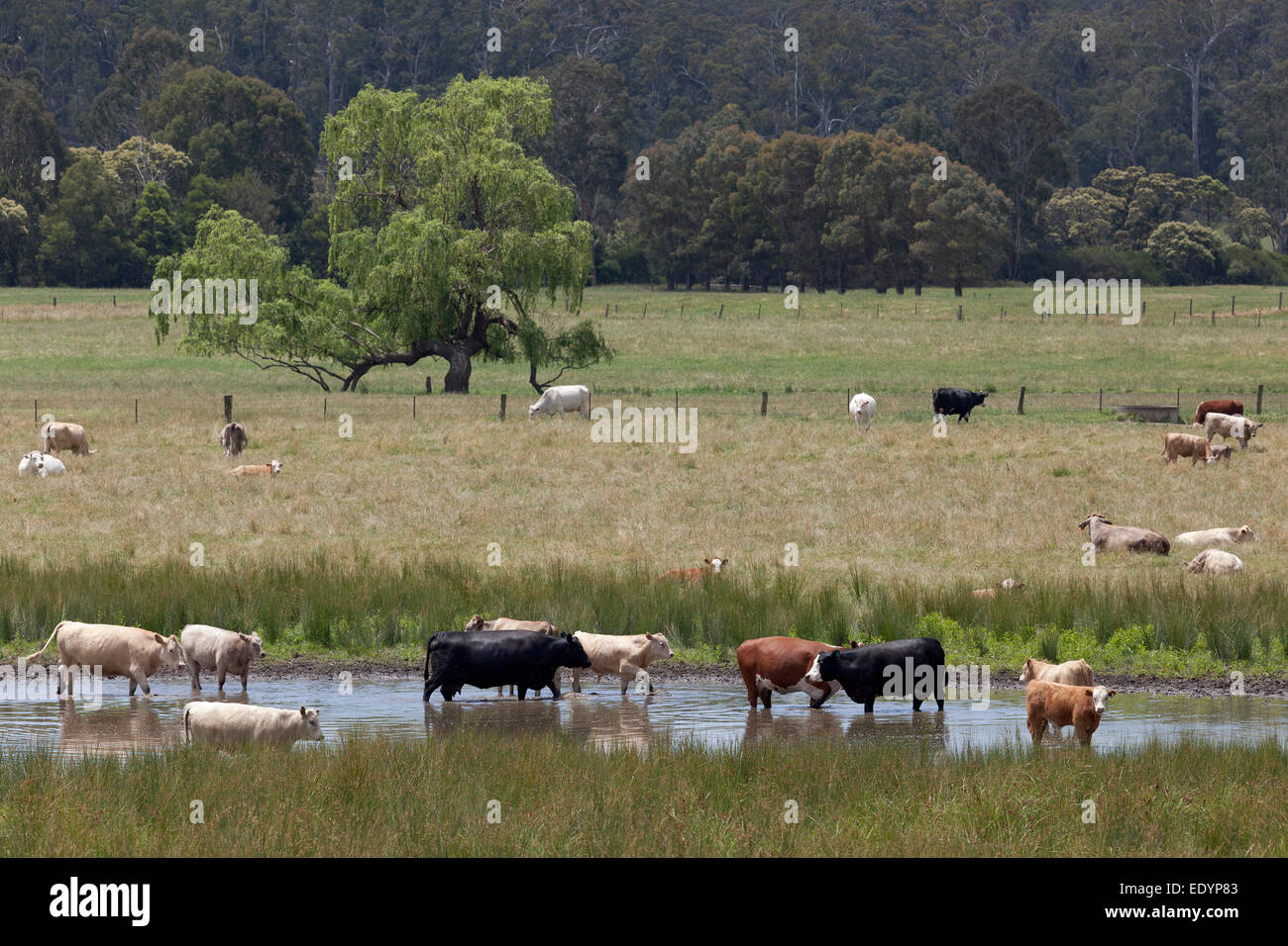 Cows in the waterto chill in Gippsland,Australia Stock Photo - Alamy