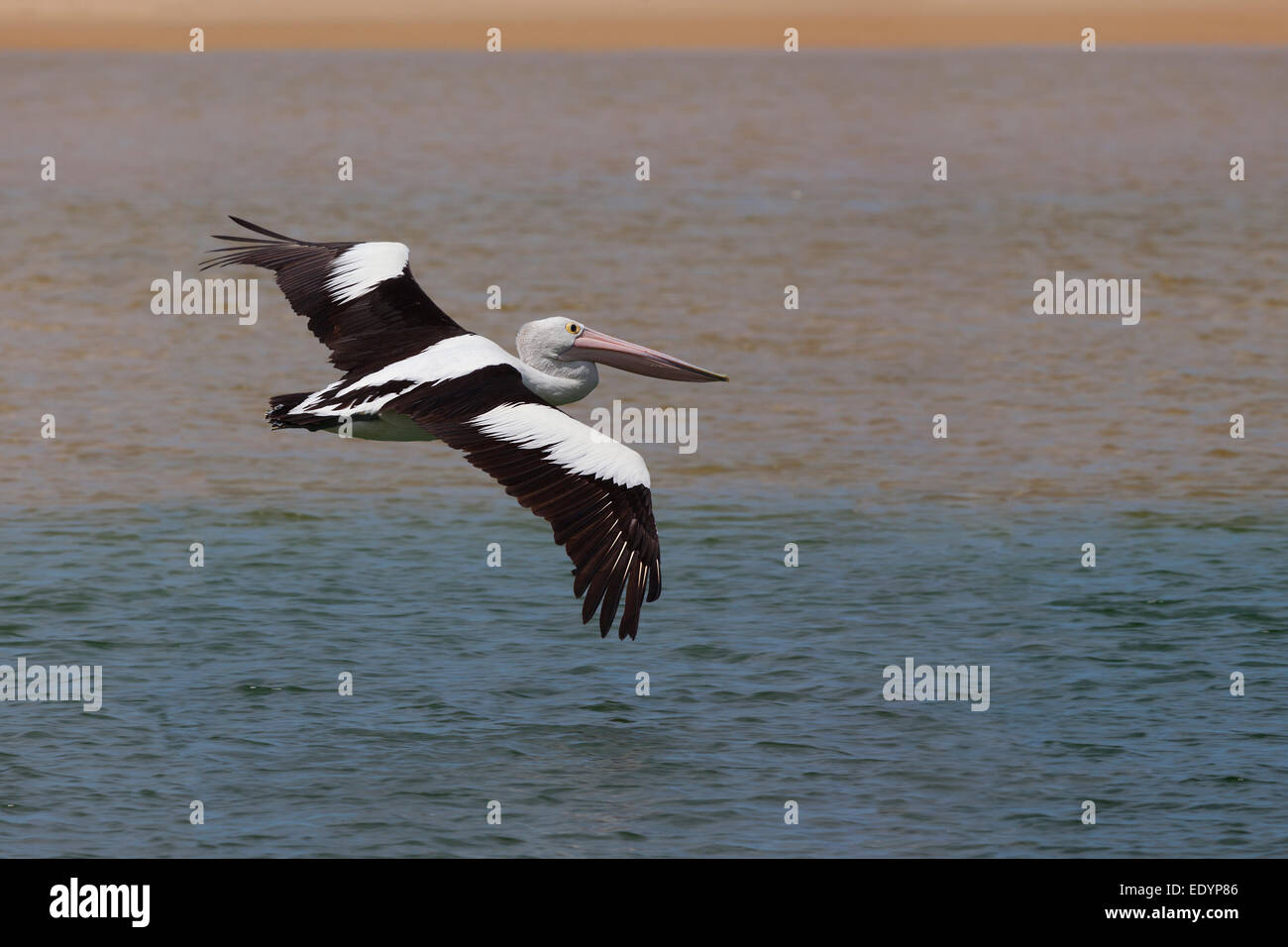 Pelican in flight, Australia Stock Photo