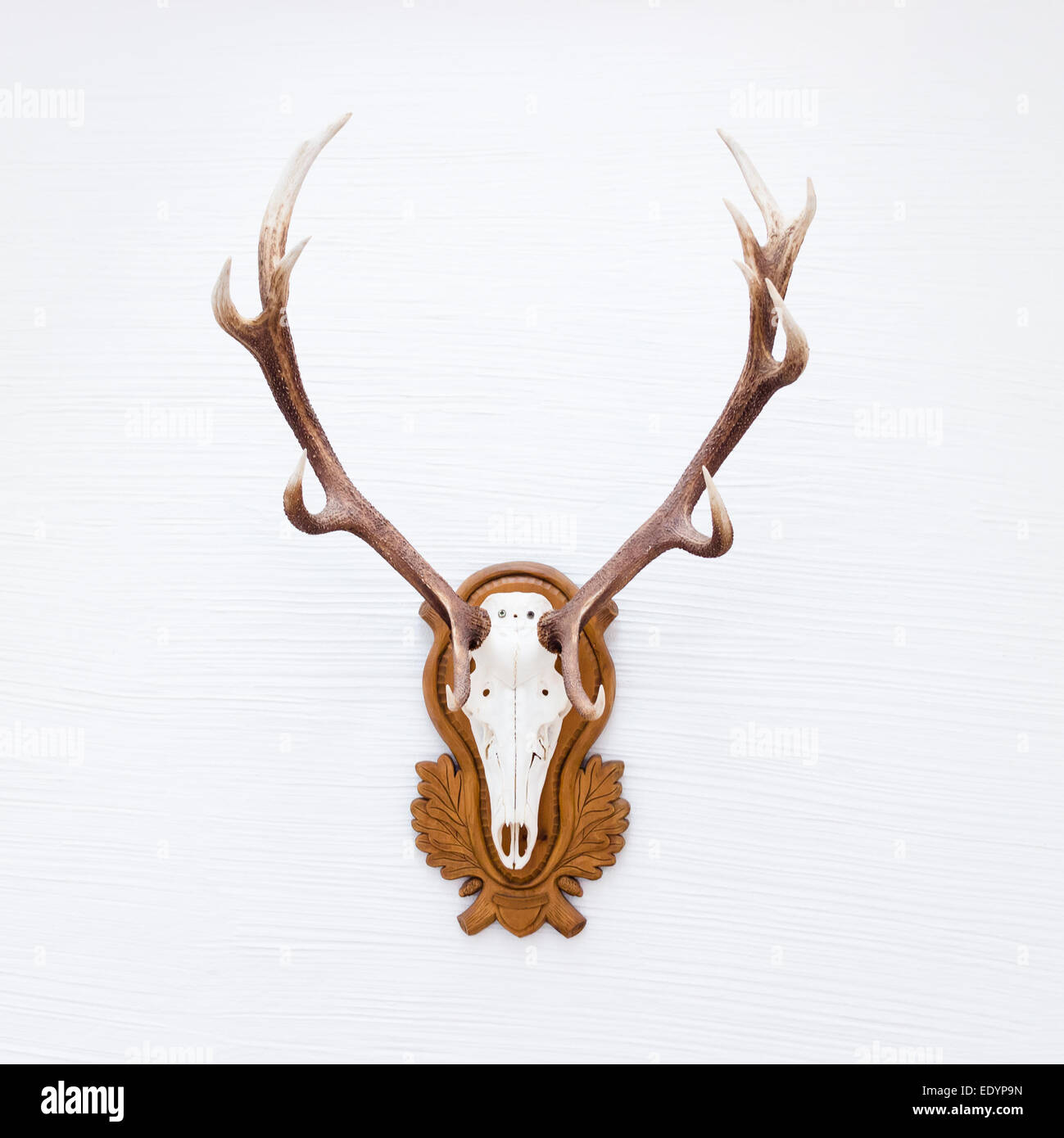 Antlers of a huge stag on white wall. Stock Photo