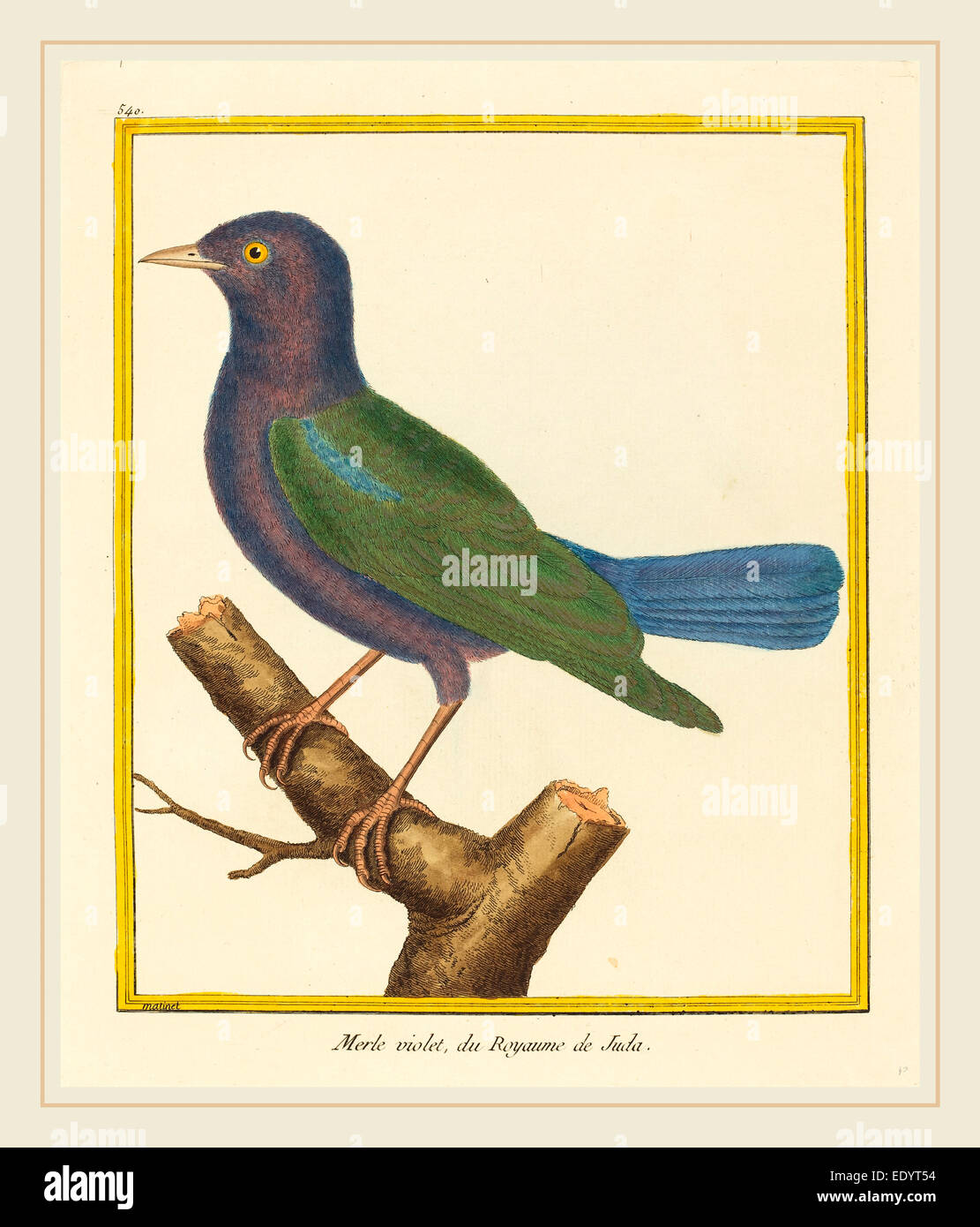 French merle hires stock photography and images Alamy