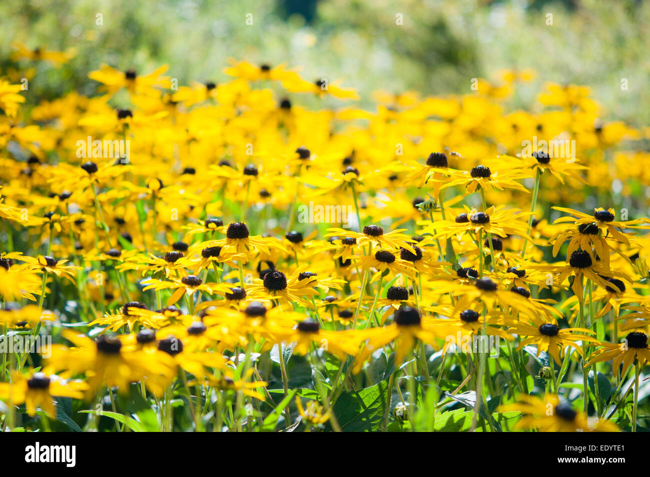 A bright yellow group of Rudeckia Goldsturm in a late summer English flower border. Stock Photo