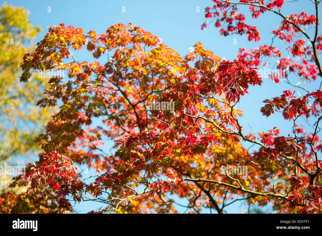 Autumn colour in a selection of Acers with red and orange leaves against a blue sky. Stock Photo