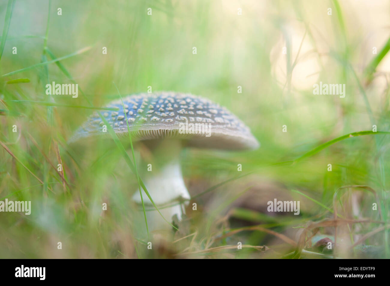 Autumn fungi hiding in the grasses with light green, soft surroundings. Stock Photo