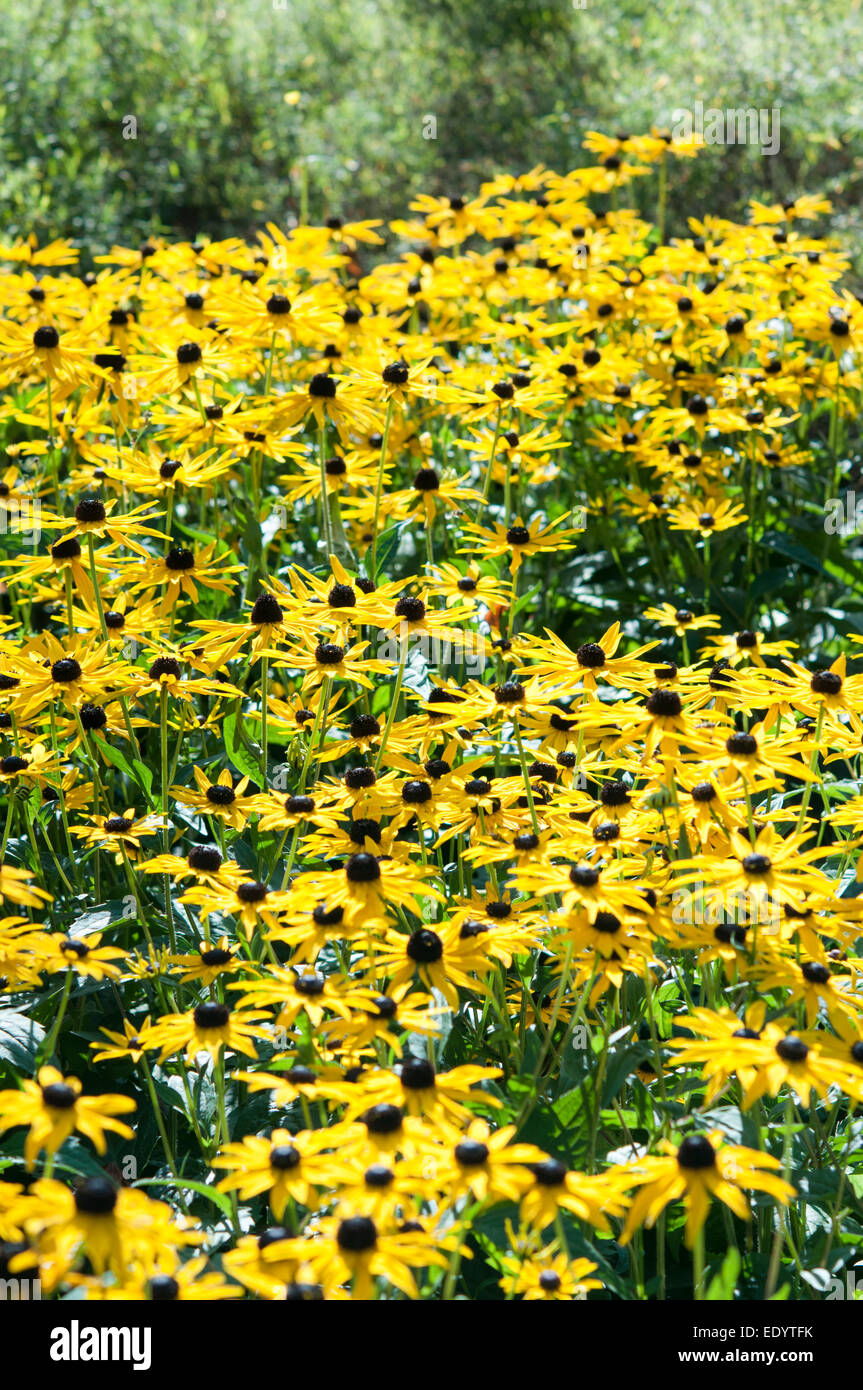 A large, bright clump of Rudbeckia Goldsturm in a late summer flower border. Stock Photo