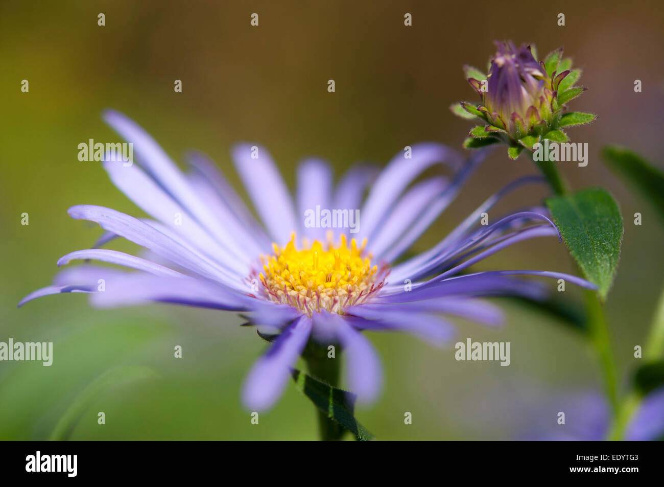 Blue aster close up hi-res stock photography and images - Alamy