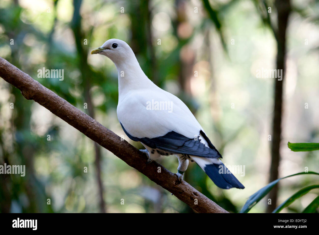 Torresian imperial pigeon, Queensland,Torresian imperial pigeon Stock Photo