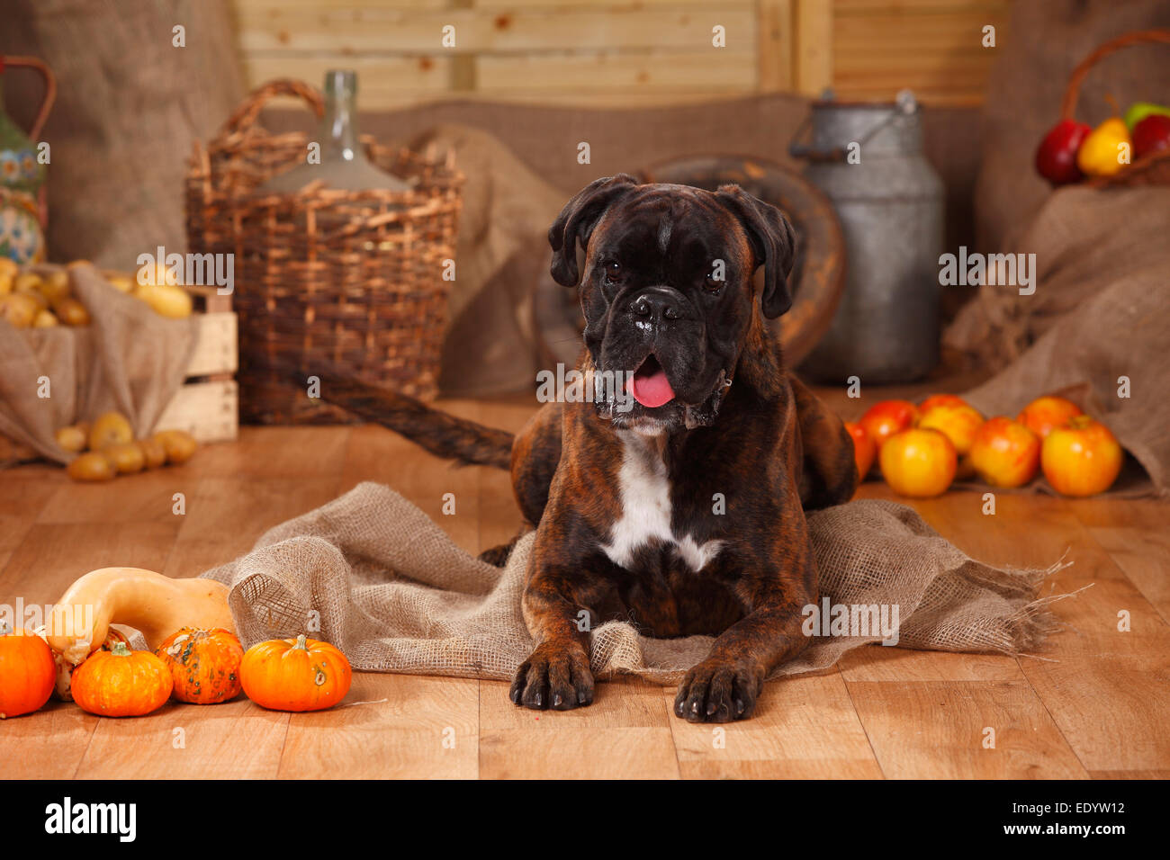 German Boxer, maleDeutscher Boxer, Ruede Stock Photo Alamy