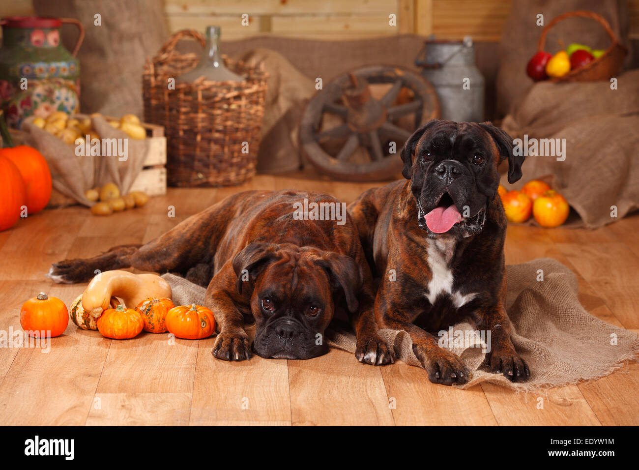 German Boxer, males|Deutsche Boxer, Rueden Stock Photo