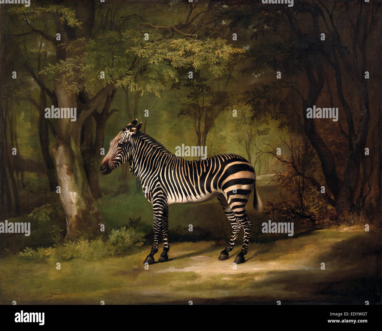 Zebra The First Zebra Seen in England Portrait of a Zebra, standing