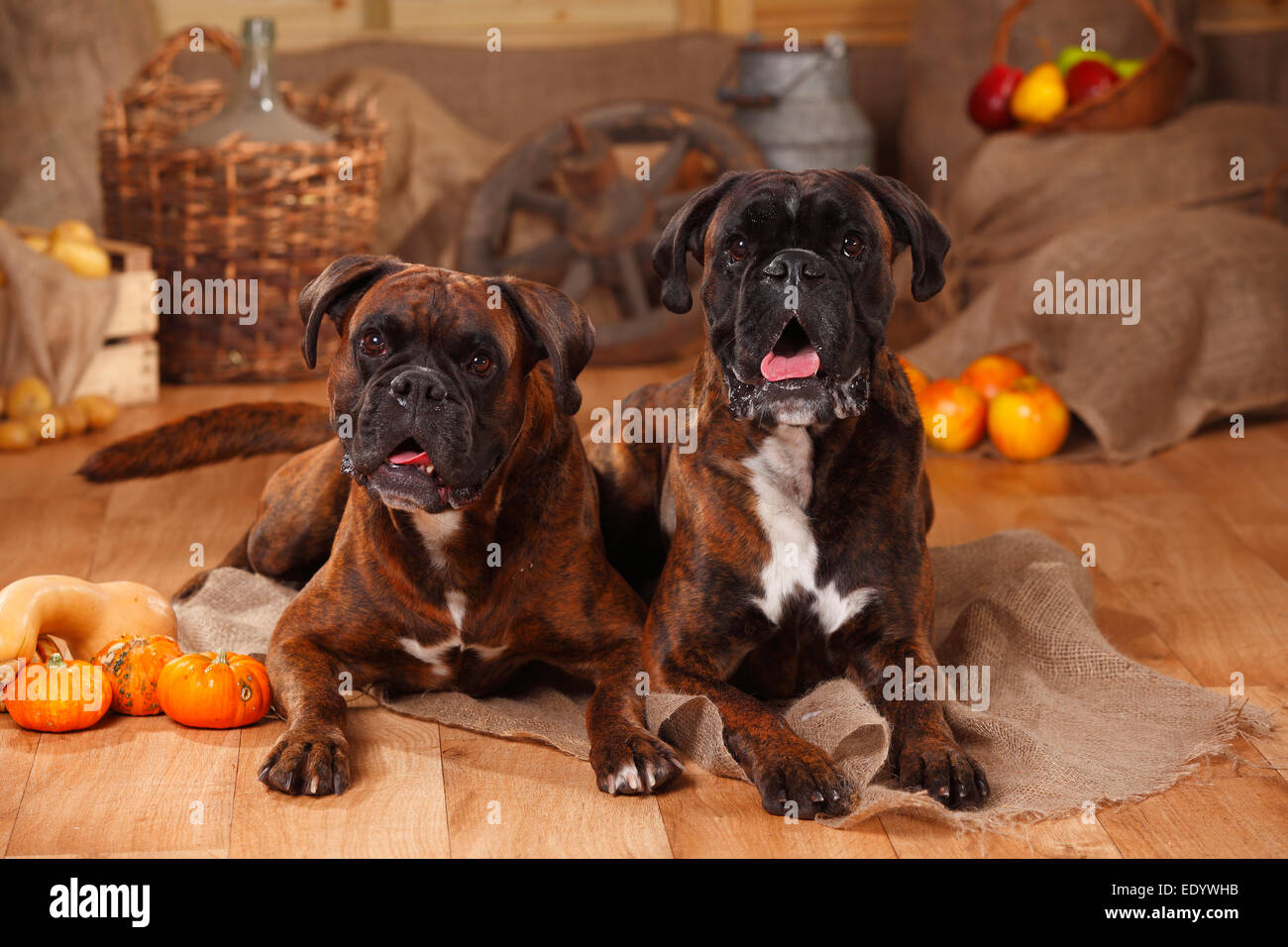 German Boxer, males|Deutsche Boxer, Rueden Stock Photo