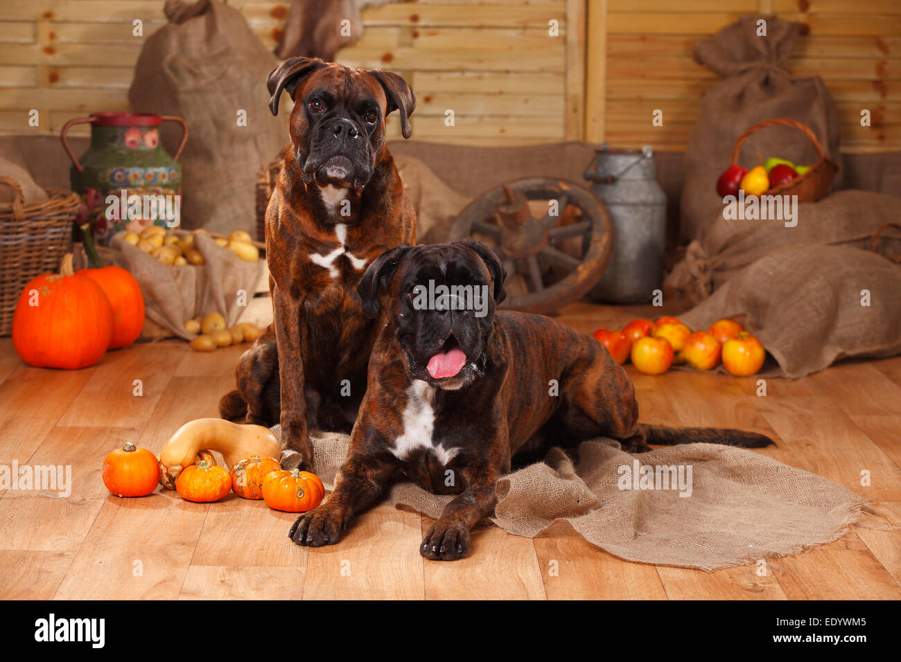 German Boxer, males|Deutsche Boxer, Rueden Stock Photo