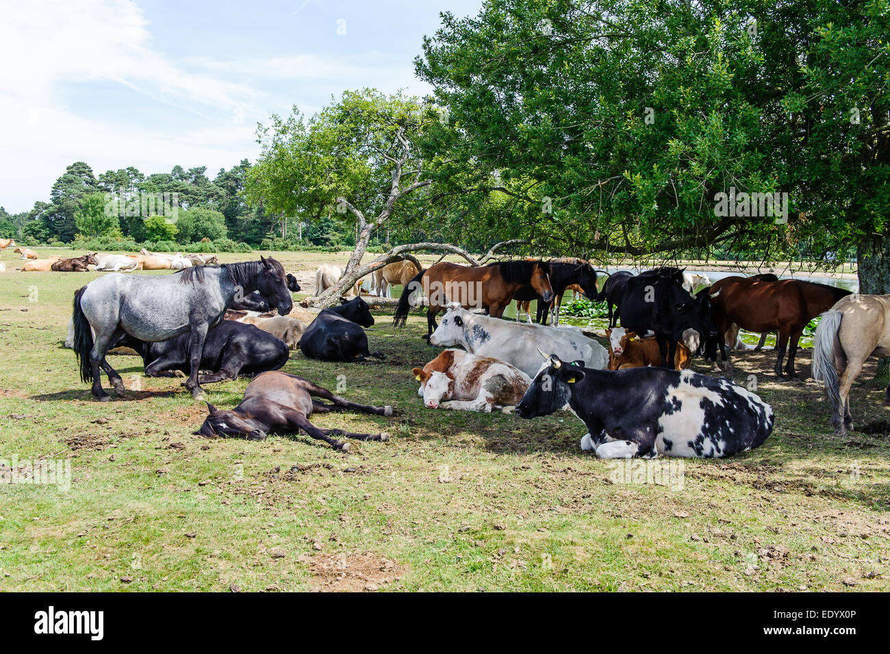 Cow and pony hires stock photography and images Alamy
