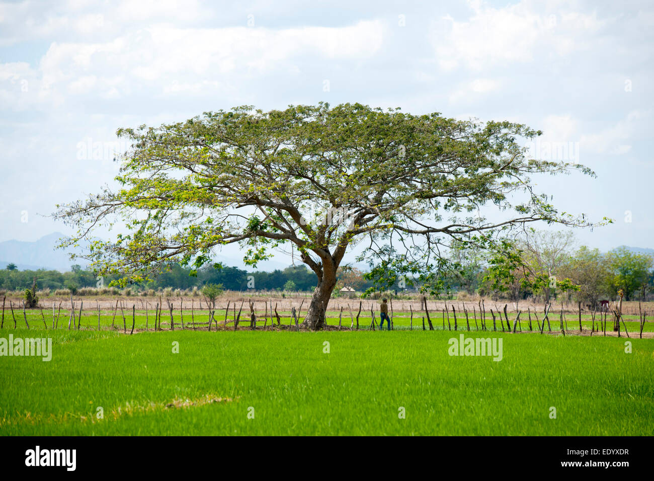 Dominikanische Republik, Nordwesten, Reisfeld nördlich von Dajabon Stock Photo