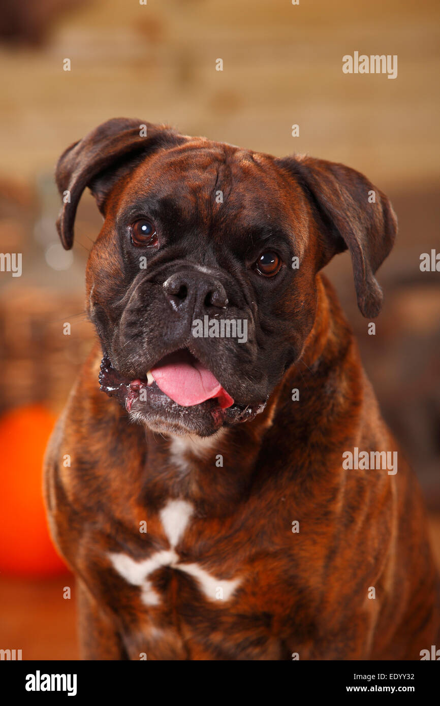 German Boxer, maleDeutscher Boxer, Ruede Stock Photo Alamy