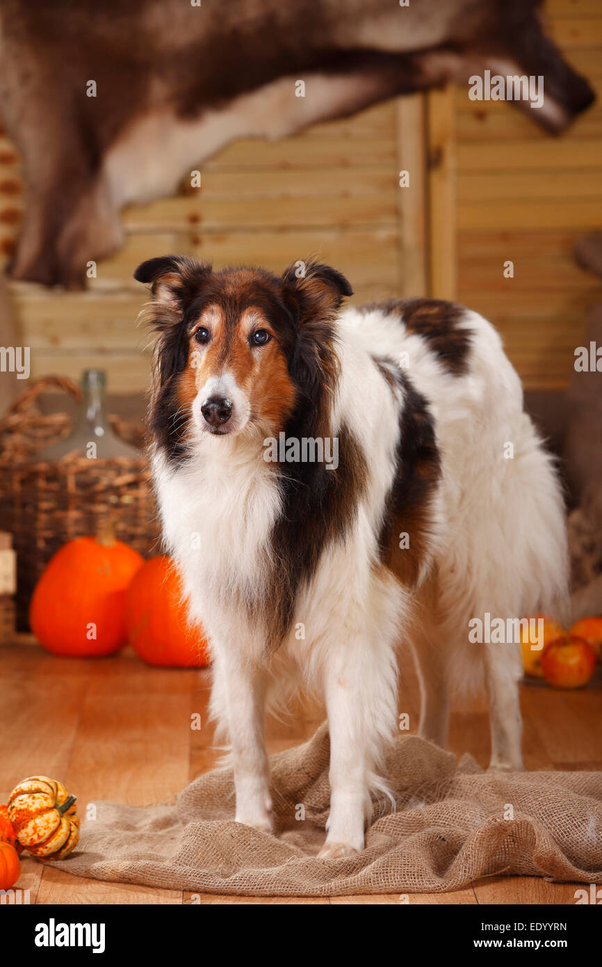 American Collie, male, 13 years old, sable-white|Amerikanischer Collie, Ruede, 13 Jahre alt, sable-white Stock Photo