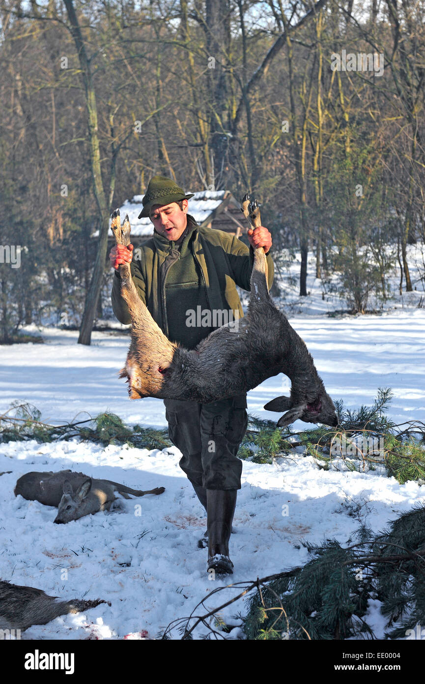 hunter carrying dead deer Stock Photo