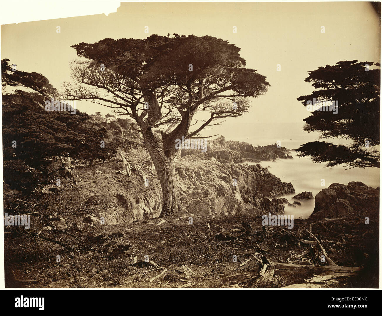 [Cypress Point, Monterey]; Carleton Watkins, American, 1829 - 1916; United States, North America; about 1880s Stock Photo